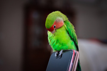 The little green parrot sits on a cell phone, a Rosy-faced lovebird