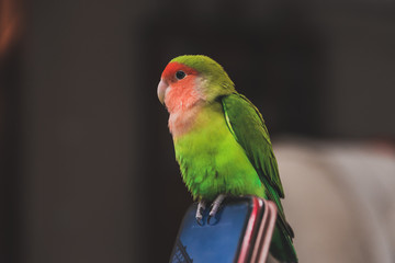 The little green parrot sits on a cell phone, a Rosy-faced lovebird