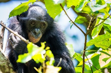 The bonobo ( Pan paniscus)  on the green natural background.