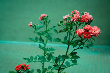 A branch of small roses on a green background in the garden. Romantic bouquet of flowers for...