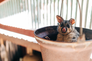 Australian native Possum in a bucket
