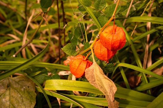 Ripe flowers with fesalis fruits on a flowerbed in the autumn garden. Bright colors for autumn greeting card.