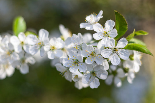 Branch of sour cherry blossoms in full bloom