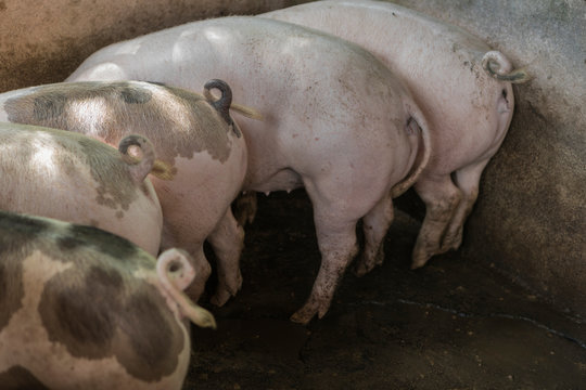Pig butt and Pigtails