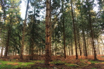 Unser schöner Wald