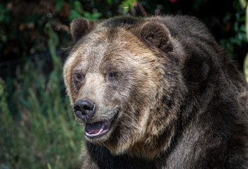 Close up images of a Grizzly Bear face and expression.