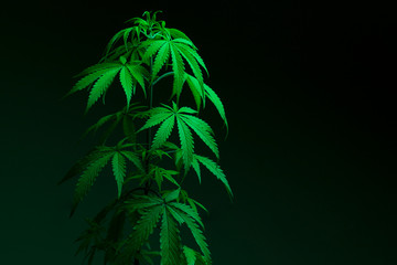 Close up of marijuana plant