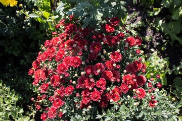 Chrysanthemum flower grows in the garden.  Red Chrysanthemum close-up.