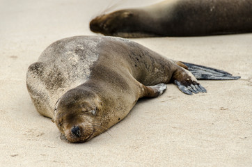 Sea Wolves - Santa Fe Island - Galapagos Islands - Ecuador