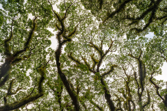 The trees of the tropical Daintree National Park