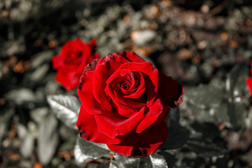 A red rose flower grows in the garden, an opened bud.