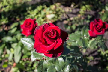 A red rose flower grows in the garden, an opened bud.