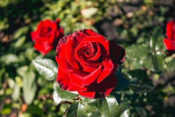 A red rose flower grows in the garden, an opened bud.