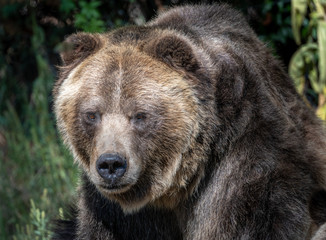 Fototapeta premium Close up images of a Grizzly Bear face and expression.