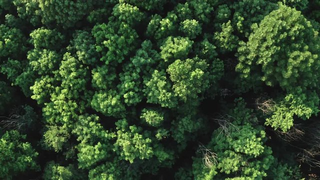 Aerial top view summer green forest