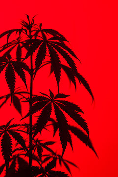 Marijuana plant shot inside a studio with colorful lights.