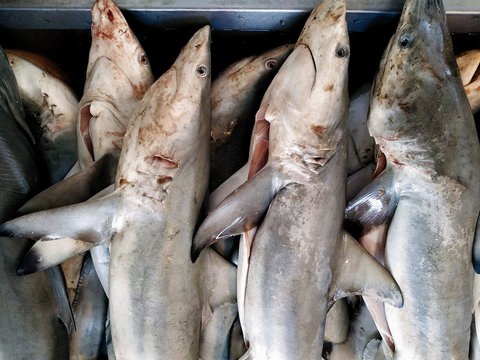 Dead small sharks sold at the market