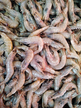 Fresh shrimp background