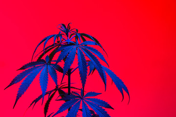 Marijuana plant shot inside a studio with colorful lights.