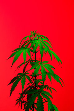 Marijuana plant shot inside a studio with colorful lights.