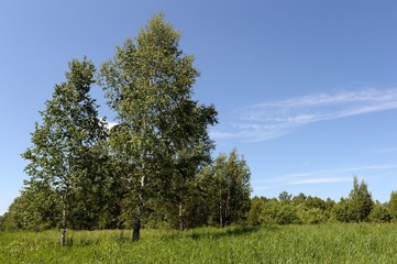 Summer landscape near lake Krasilovo in the Altai territory.Western Siberia. Russia