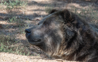 Fototapeta premium Close up expressions on a Grizzly Bear face.