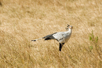 Bird Secretary - Masai Mara National Reserve - Kenya