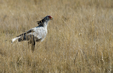 Bird Secretary - Etosha National Park - Namibia