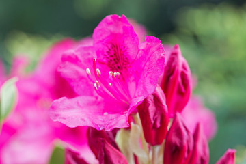  red Rhododendron flower on magic bokeh background. Red rhododendron flower, closeup. Red Azalea Flowers Closeup Macro with Blurred Background.