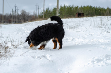 Fototapeta na wymiar Bernese mountain dog sitting on a snow in the park/forest on winter