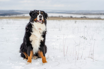 Bernese mountain dog  sitting on a snow in the park/forest on winter