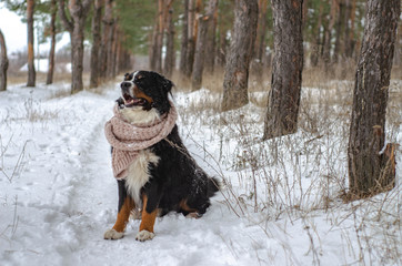 Bernese mountain dog head in scarf close-up with snow on nose