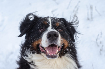 Bernese mountain dog head close-up with snow on nose