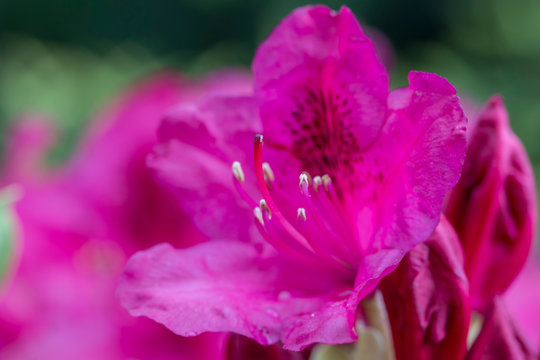  red Rhododendron flower on magic bokeh background. Red rhododendron flower, closeup. Red Azalea Flowers Closeup Macro with Blurred Background. © ihorhvozdetskiy