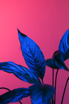 Abstract floral background.