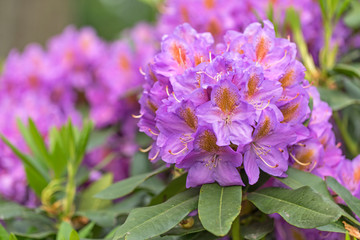 Pink purple flowers of a Rhododendron.  Beautiful purple rhododendron flower in garden with magic bokeh.