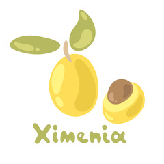 Cute ximenia isolated on the white background. Flat style. Vector illustration perfect for juice or jam, cooking book