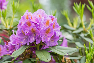 Pink purple flowers of a Rhododendron.  Beautiful purple rhododendron flower in garden with magic bokeh.