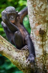 juvenile Bonobo ( Pan paniscus) on the tree