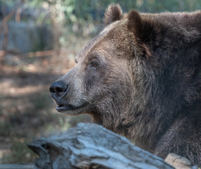 Fototapeta premium Close up expressions on a Grizzly Bear face.