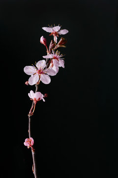 Pink plum blossoms