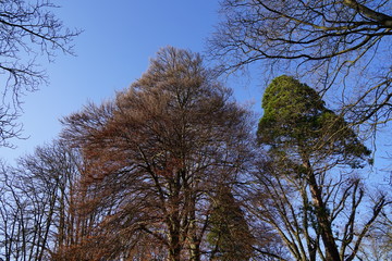 Baumkronen im Winter in einem Park von Wissembourg