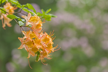 Orange flowers of a Rhododendron.  Beautiful Orange rhododendron flower in garden with magic bokeh.