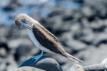 Blue-faced Booby - North Seymour Island - Galapagos Islands - Ecuador