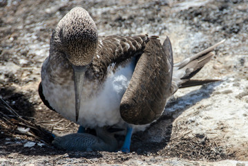 Blue-faced Booby - North Seymour Island - Galapagos Islands - Ecuador