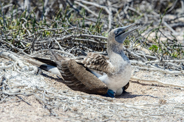 Blue-faced Booby - North Seymour Island - Galapagos Islands - Ecuador