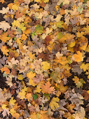 autumn leaves background