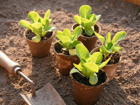 Romaine lettuce seedlings