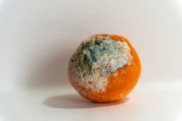 NARANJA PODRIDA CON MOHO CADUCADA