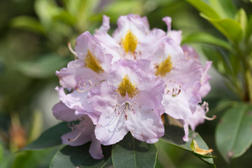 White flowers of a Rhododendron.  Beautiful white rhododendron flower in garden with magic bokeh.